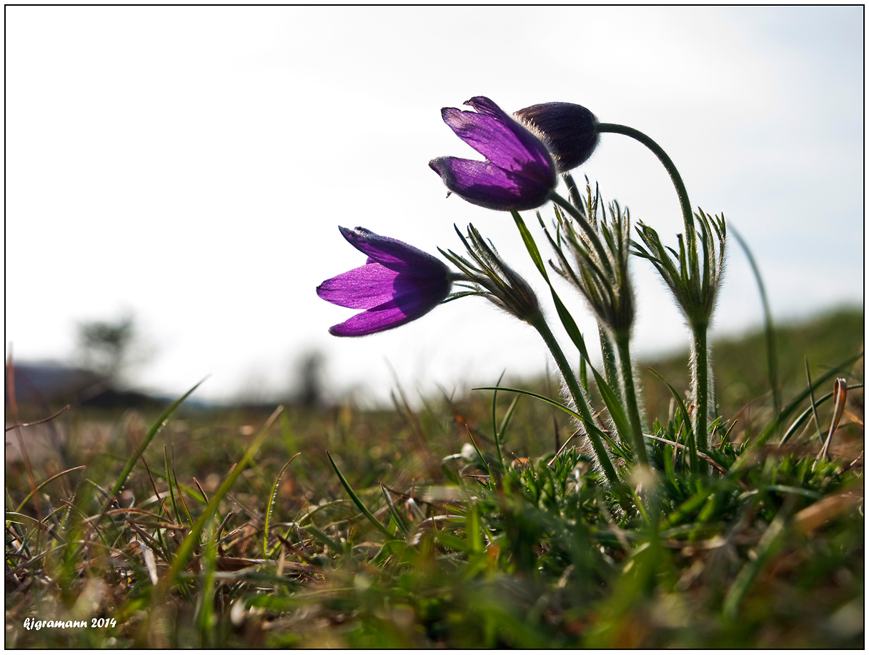 kuhschelle I... (Pulsatilla vulgaris).........