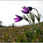 kuhschelle I... (Pulsatilla vulgaris).........