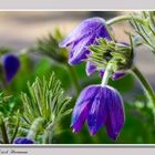 Kuhschelle II ( Pulsatilla vulgaris ) 