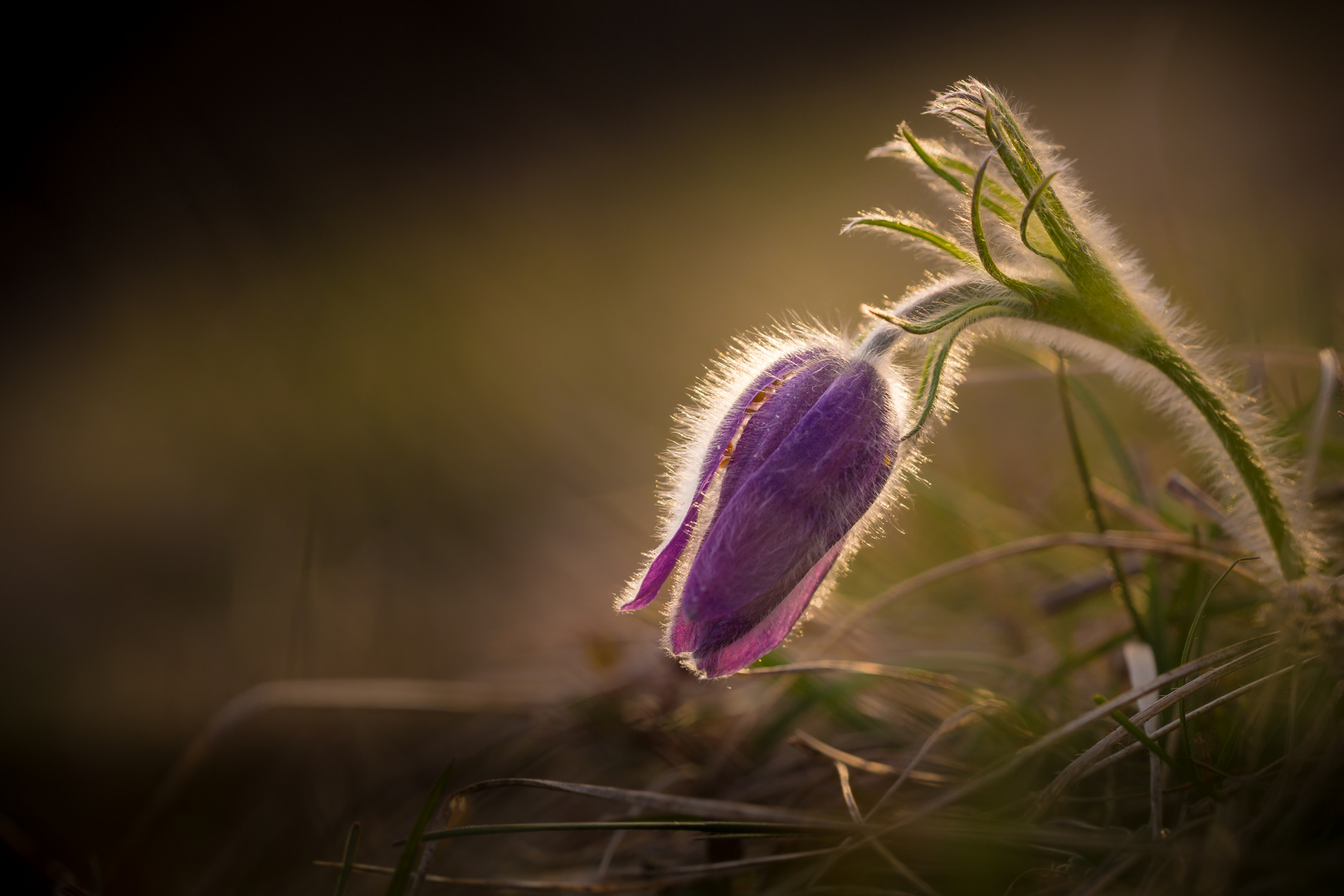 Kuhschelle im Abendlicht