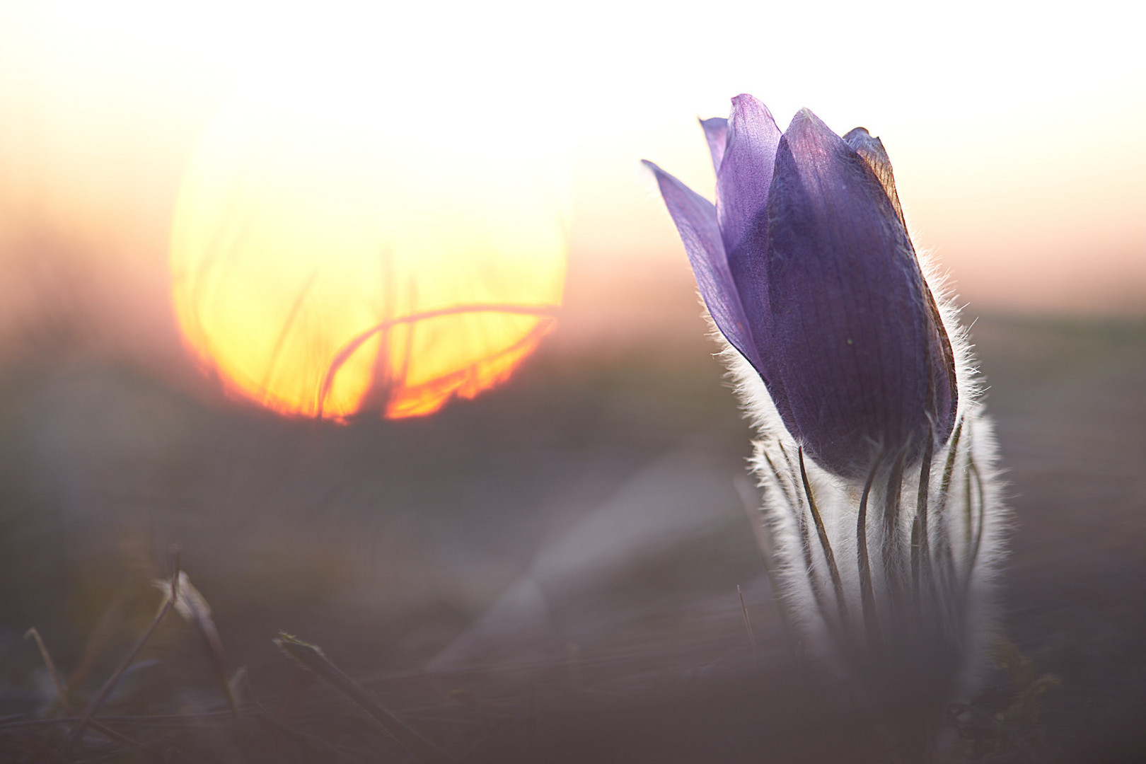 Kuhschelle im Sonnenaufgang