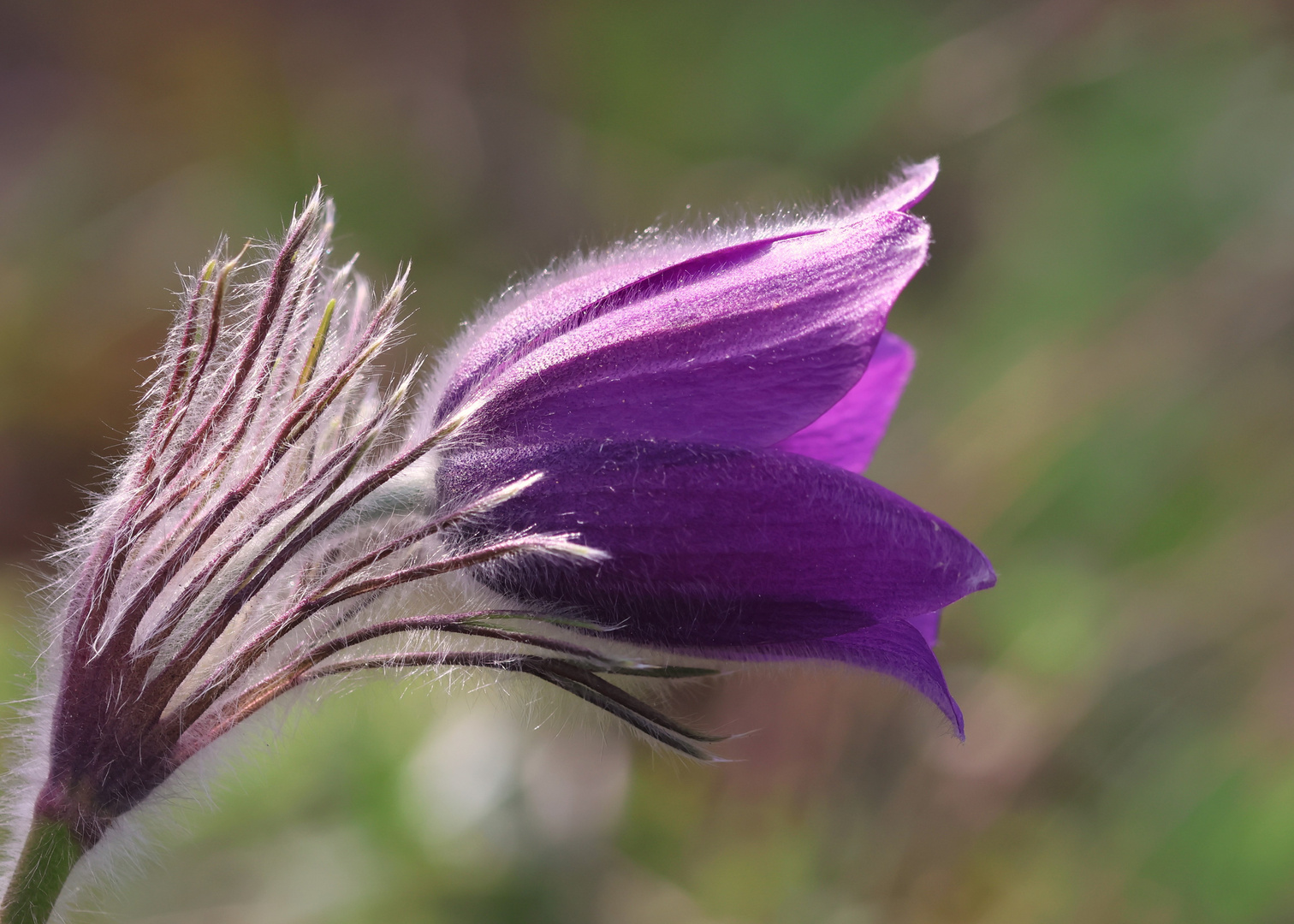 Kuhschelle in Blüte