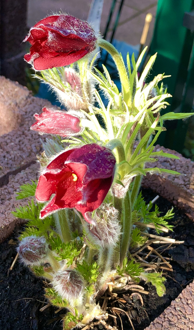 Kuhschelle in der Abendsonne