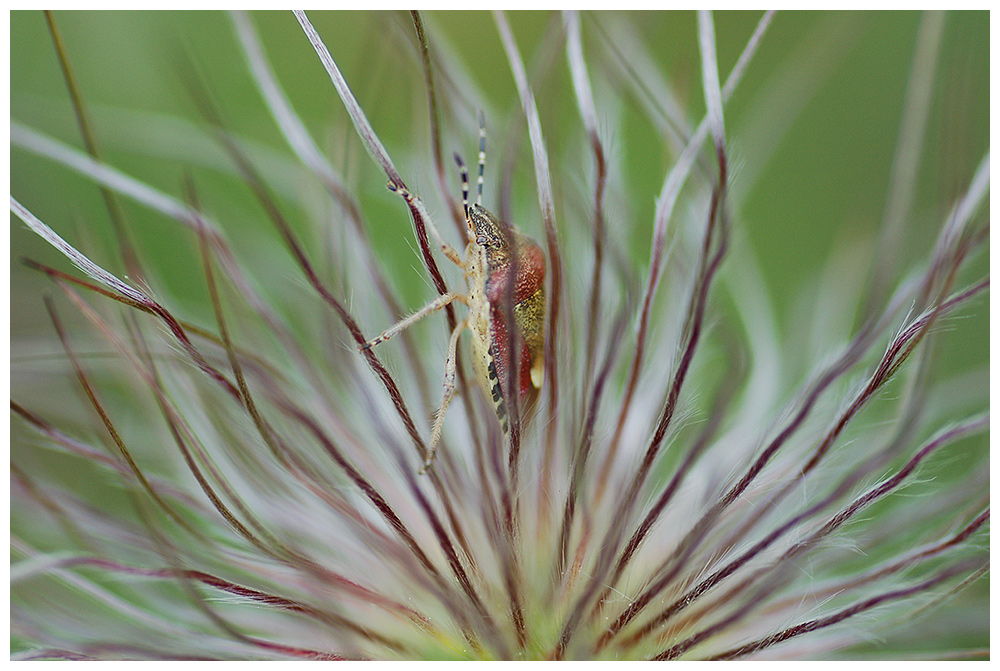 Kuhschelle mit Besuch