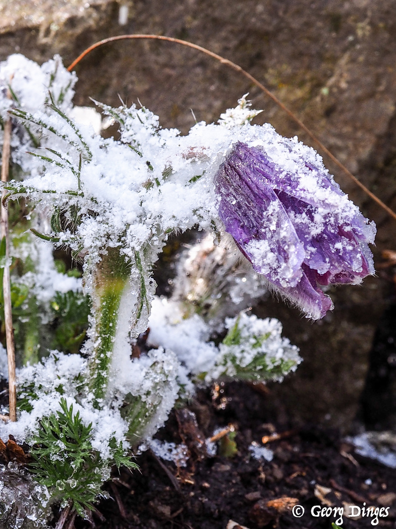 Kuhschelle mit Schneezauber 5.4.2021 dem Mittwochsblümchen