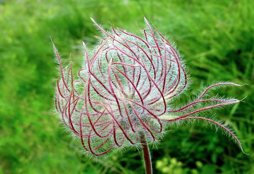 Kuhschelle nach der Blüte