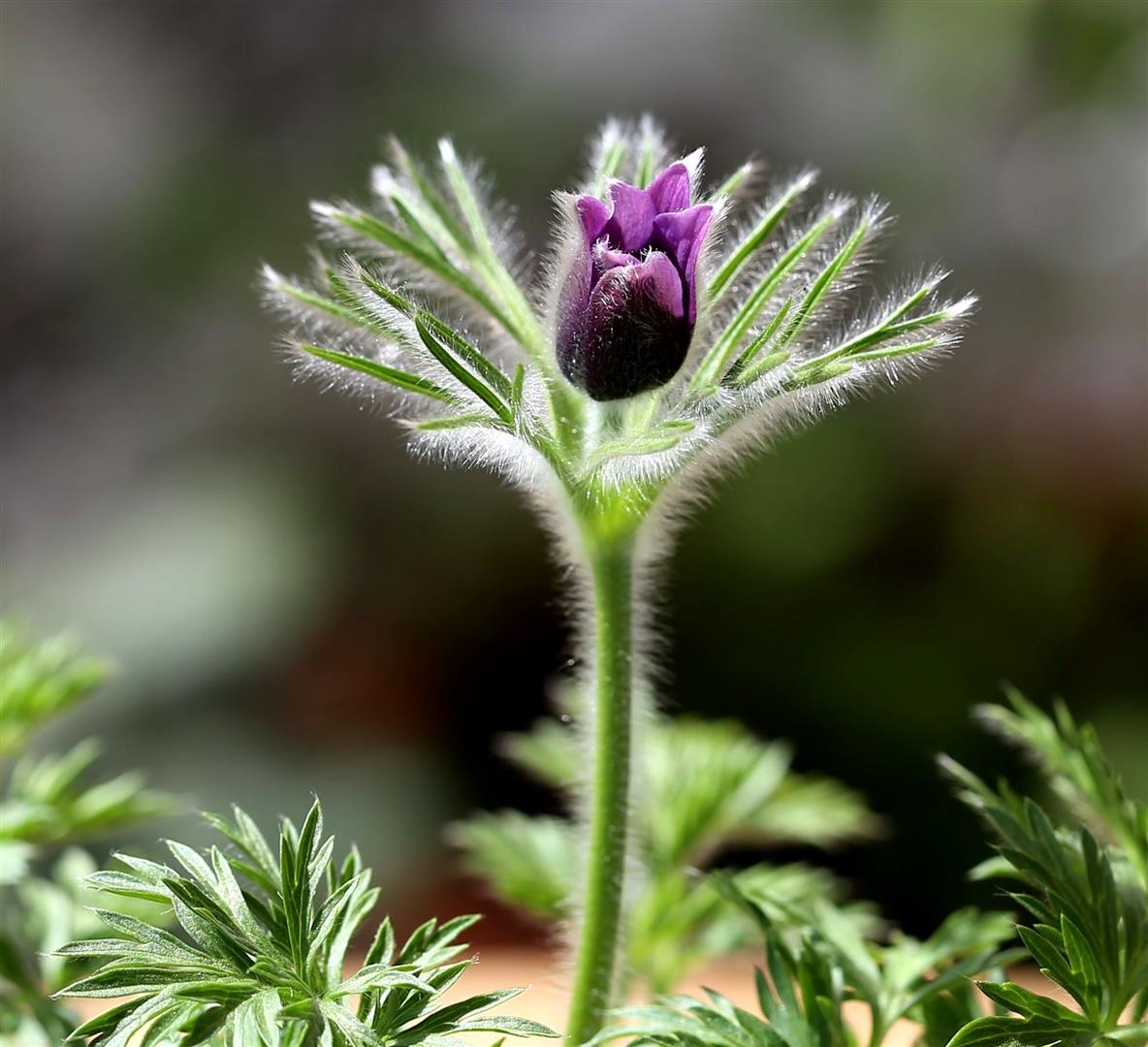 Kuhschelle, Pulsatilla