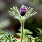 Kuhschelle, Pulsatilla