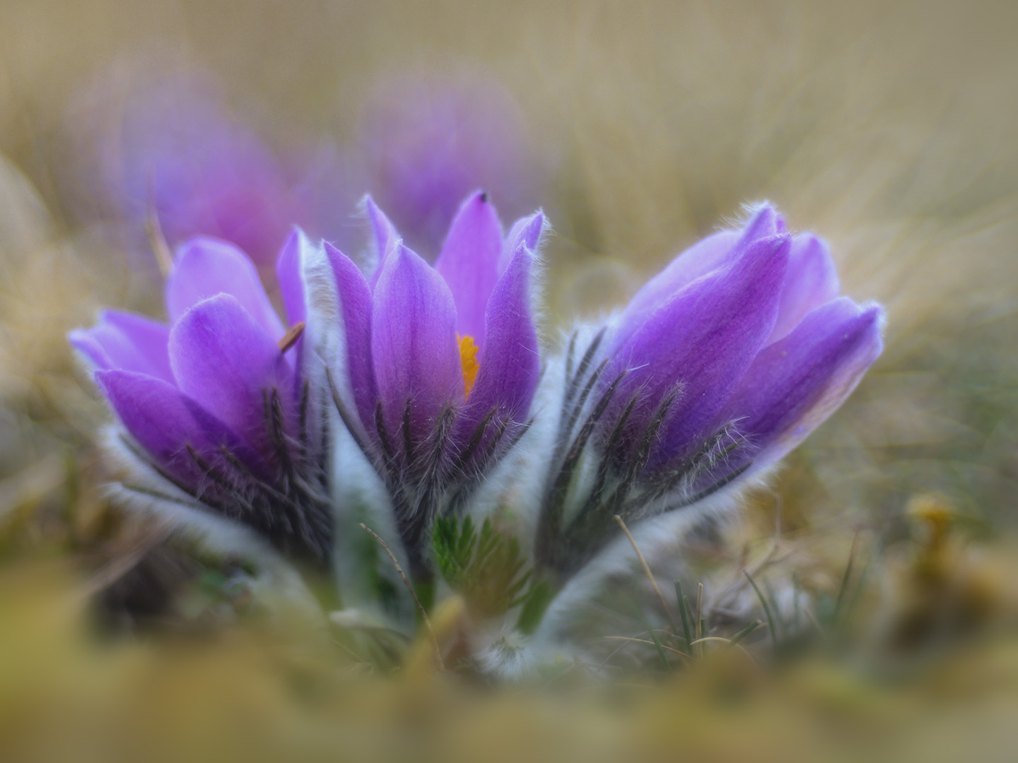 Kuhschelle (Pulsatilla)