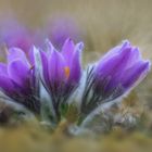 Kuhschelle (Pulsatilla)