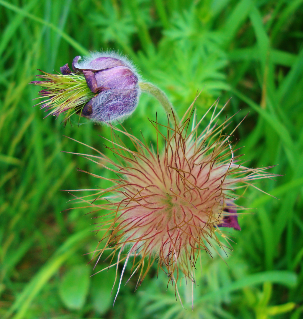 Kuhschelle (Pulsatilla)