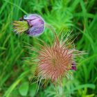 Kuhschelle (Pulsatilla)