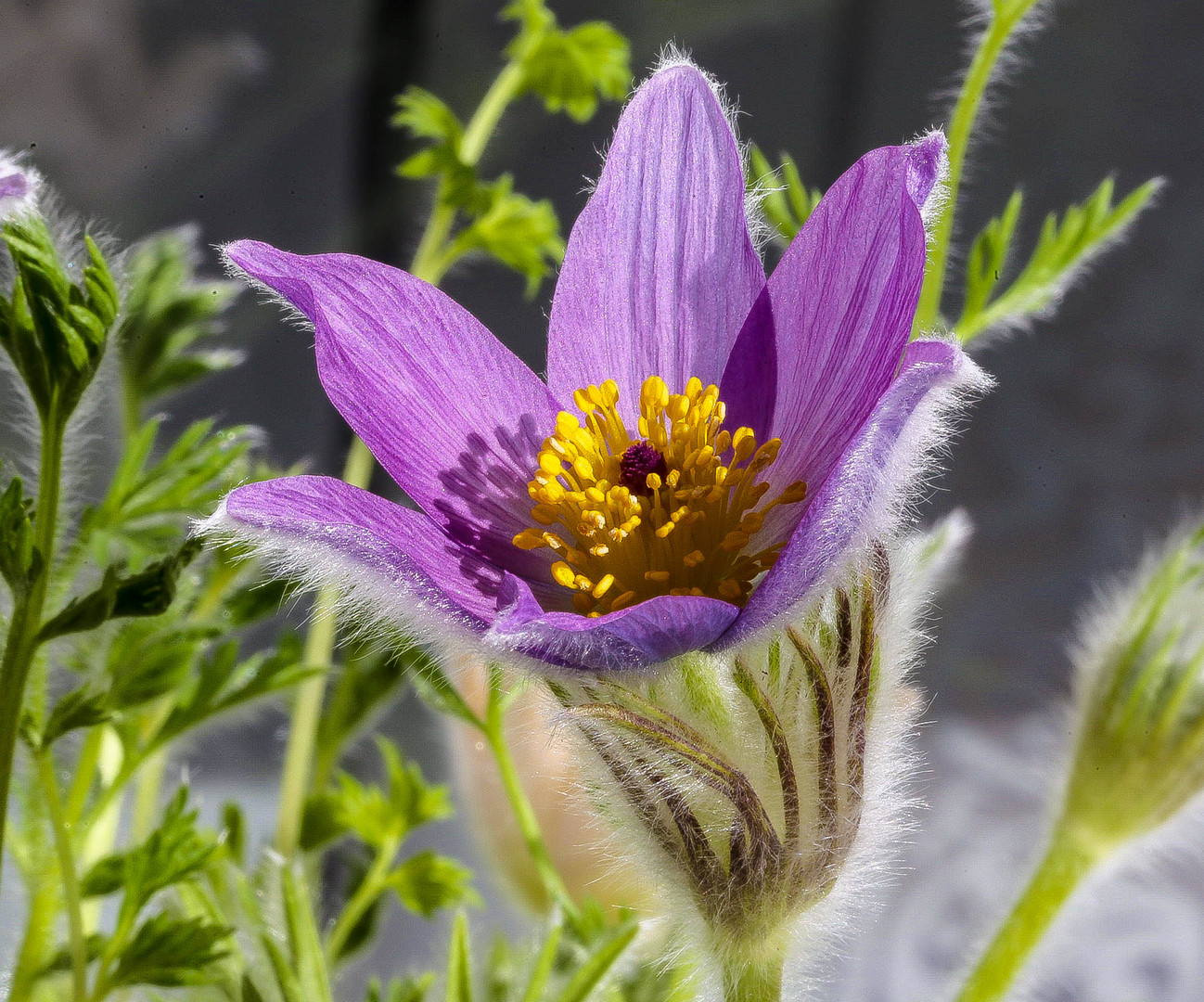 Kuhschelle, Pulsatilla in Morgensonnenlicht