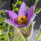 Kuhschelle, Pulsatilla in Morgensonnenlicht