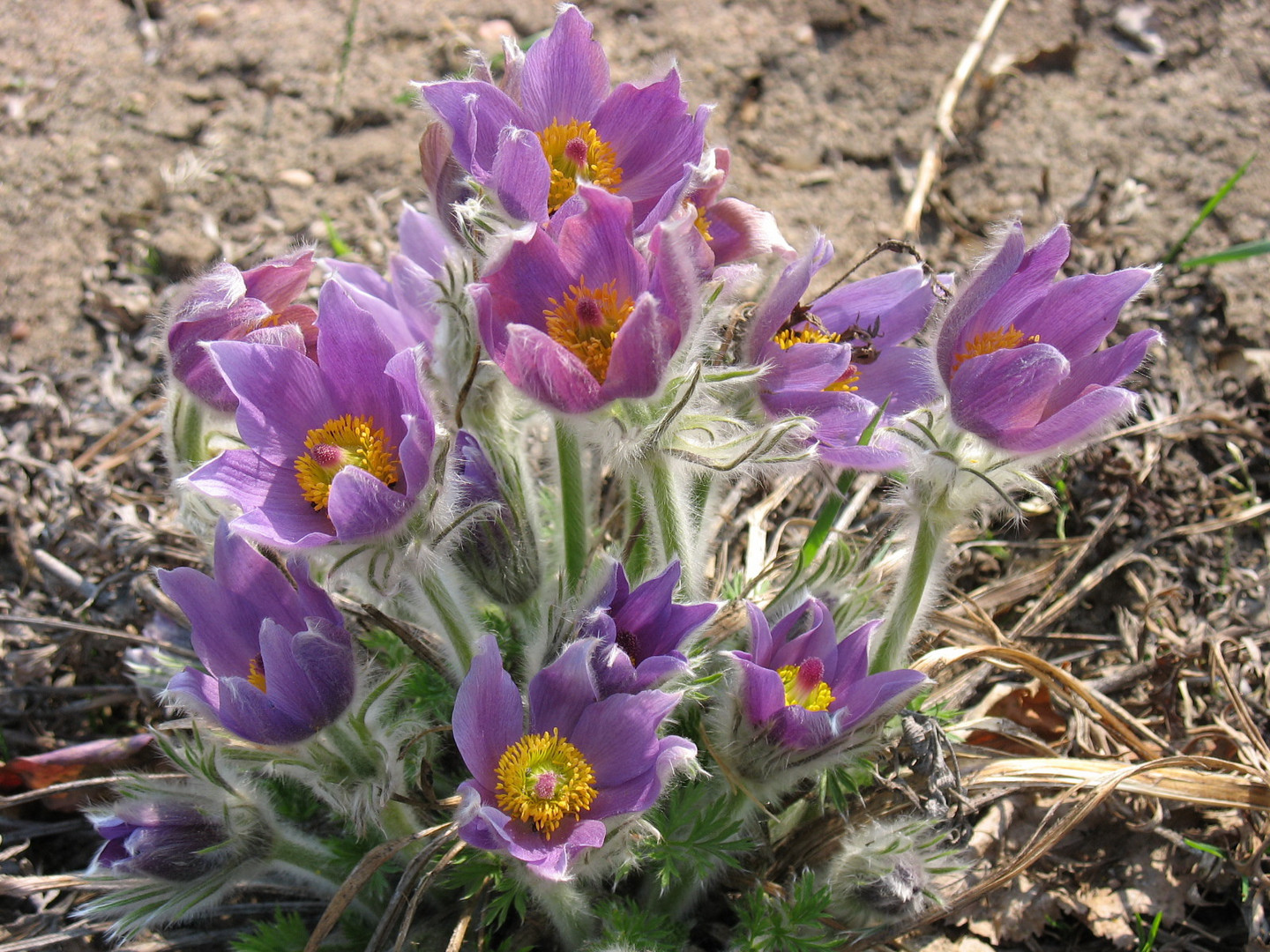 Kuhschelle ( Pulsatilla vernalis)