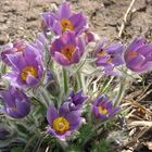 Kuhschelle ( Pulsatilla vernalis)