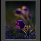 Kuhschelle - Pulsatilla Vulgaris