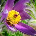 Kuhschelle (Pulsatilla vulgaris)