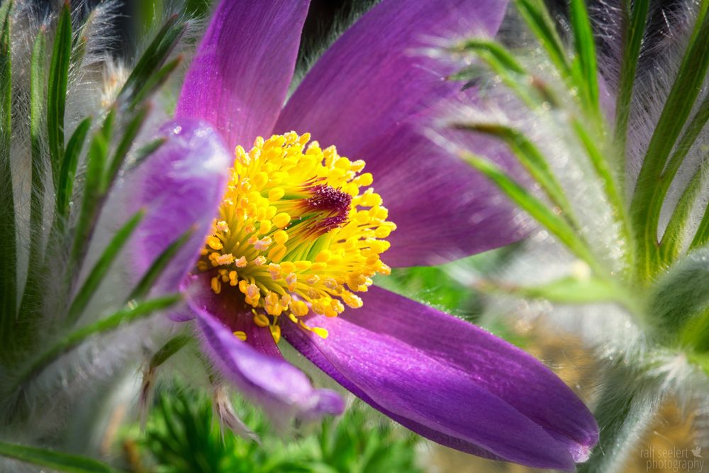 Kuhschelle (Pulsatilla vulgaris)