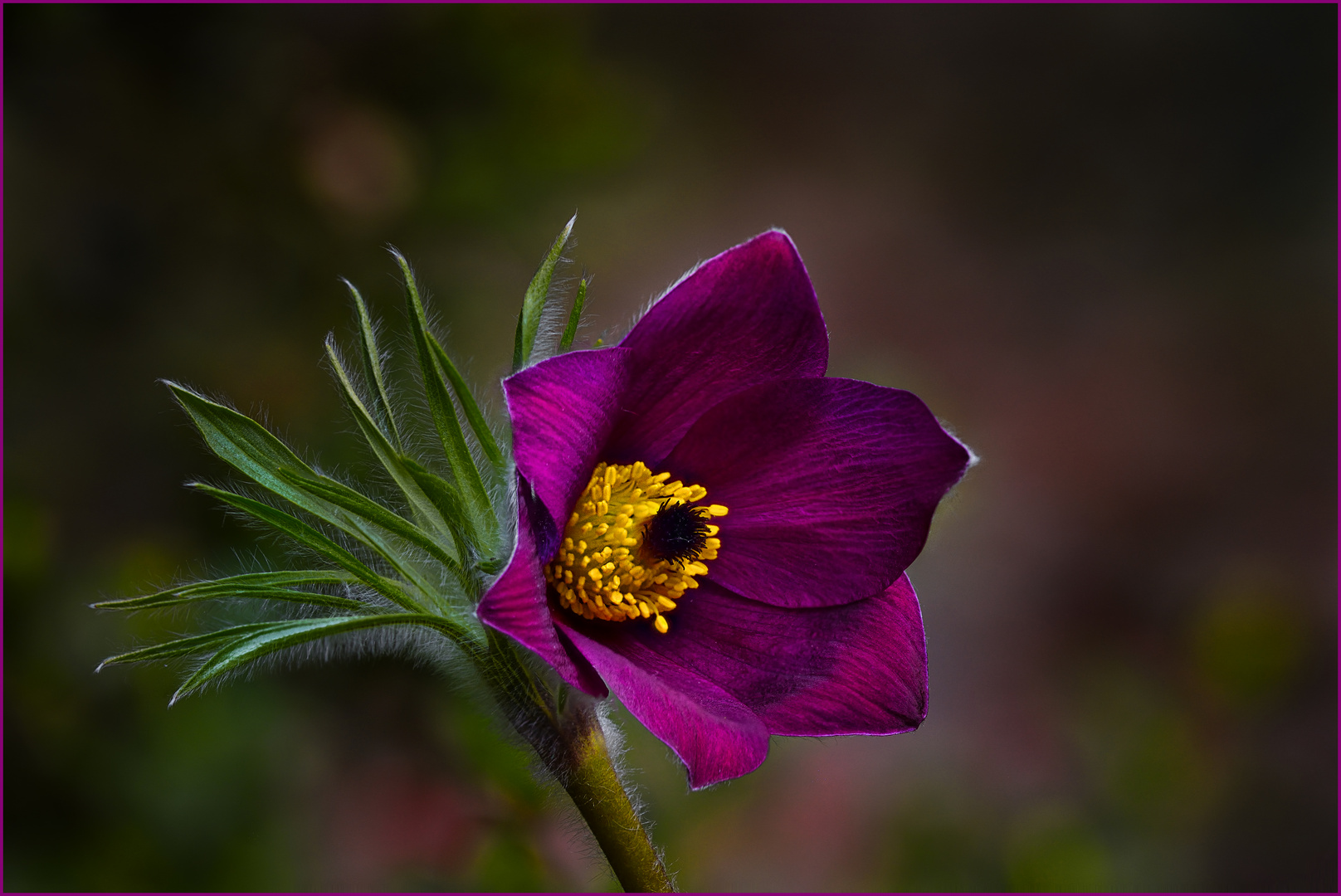 Kuhschelle (Pulsatilla vulgaris)