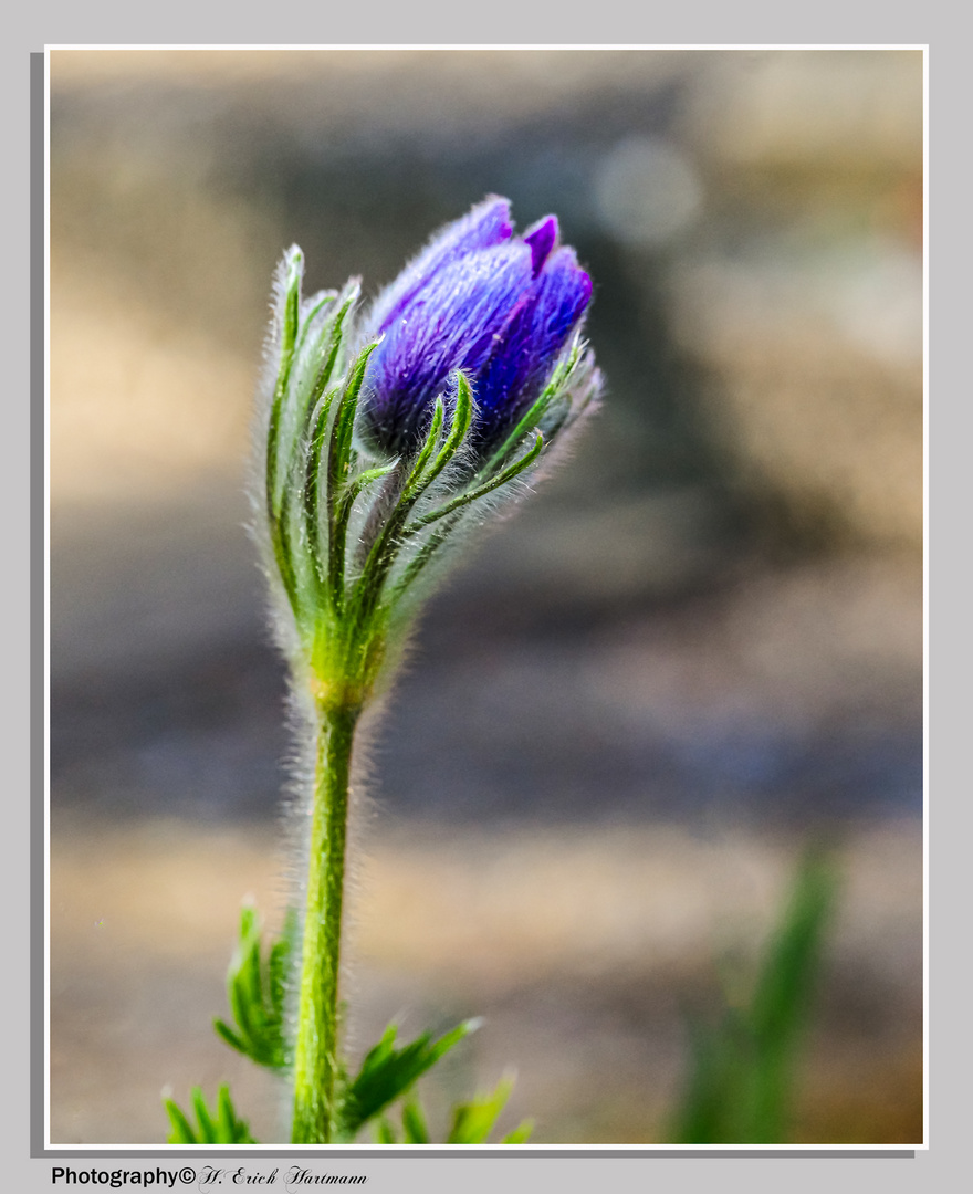 Kuhschelle ( Pulsatilla vulgaris )