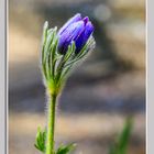 Kuhschelle ( Pulsatilla vulgaris )