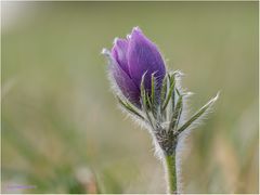 kuhschelle (pulsatilla vulgaris)......