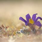 Kuhschelle (Pulsatilla vulgaris)