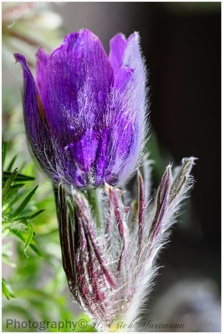 Kuhschelle ( Pulsatilla vulgaris )