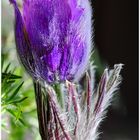 Kuhschelle ( Pulsatilla vulgaris )