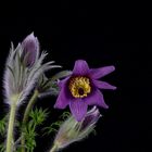 Kuhschelle (Pulsatilla vulgaris 