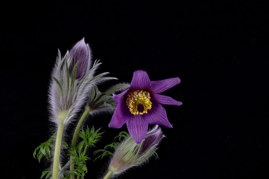 Kuhschelle (Pulsatilla vulgaris 