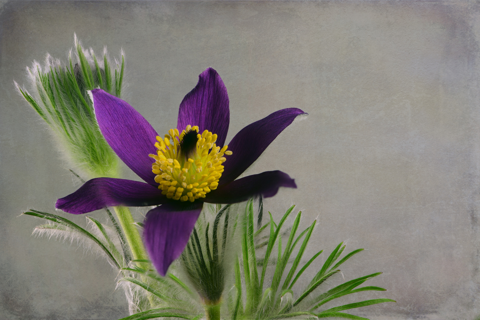 Kuhschelle (Pulsatilla vulgaris)