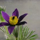 Kuhschelle (Pulsatilla vulgaris)