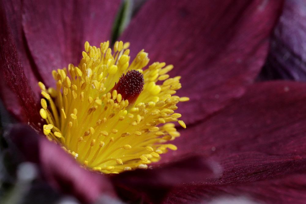 Kuhschelle (Pulsatilla vulgaris)