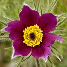 Kuhschelle - Pulsatilla vulgaris