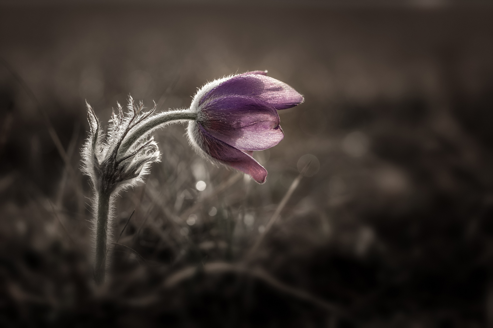 Kuhschelle - Pulsatilla vulgaris