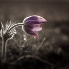 Kuhschelle - Pulsatilla vulgaris