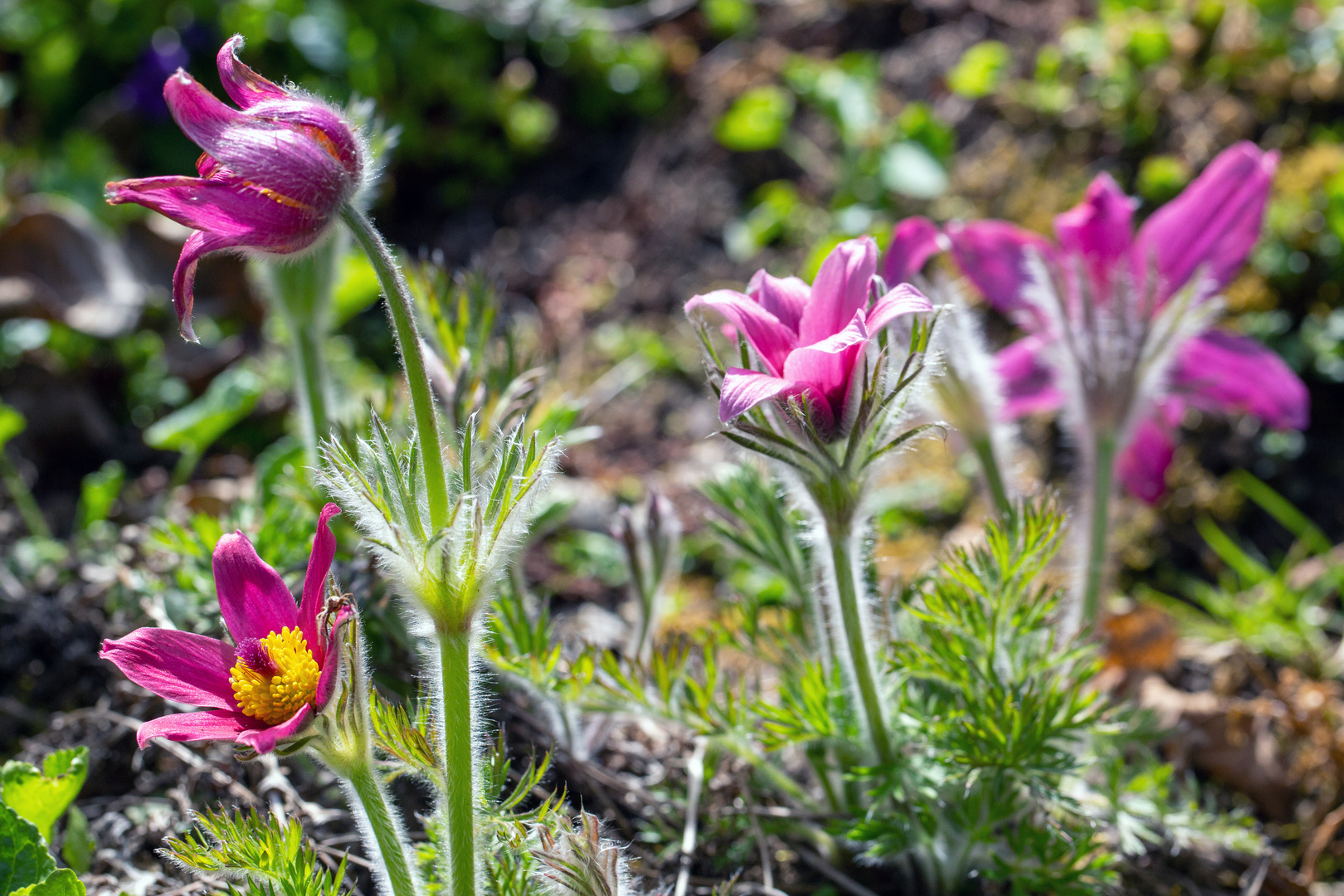 Kuhschelle (Pulsatilla vulgaris)