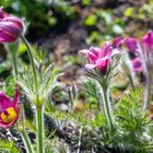 Kuhschelle (Pulsatilla vulgaris)