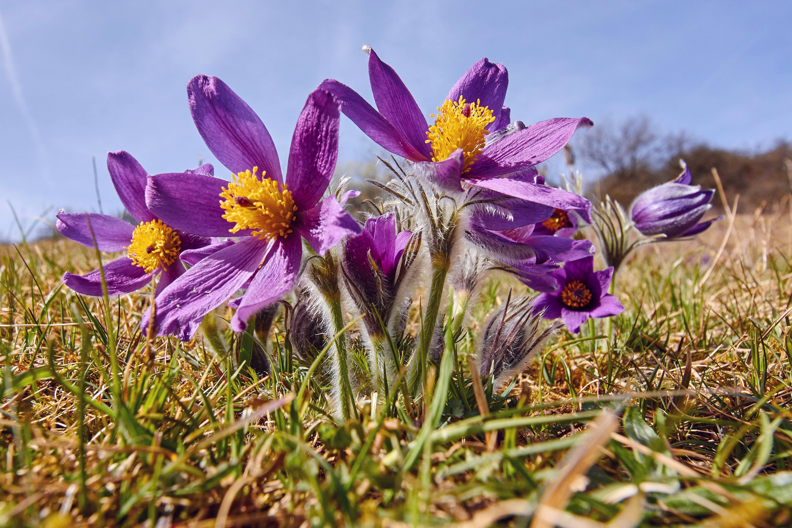 Kuhschelle (Pulsatilla vulgaris) in der Eifel