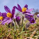 Kuhschelle (Pulsatilla vulgaris) in der Eifel