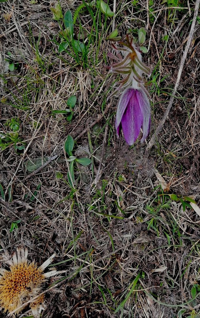 Kuhschelle und Distel