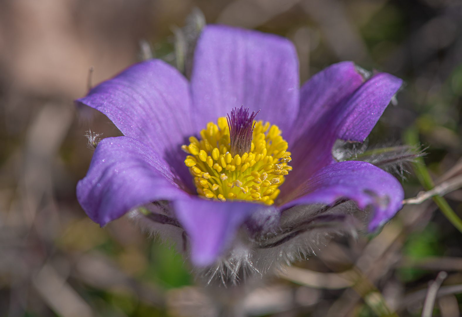 Kuhschellen-Goethes Farbenlehre in Natur