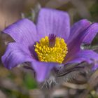 Kuhschellen-Goethes Farbenlehre in Natur