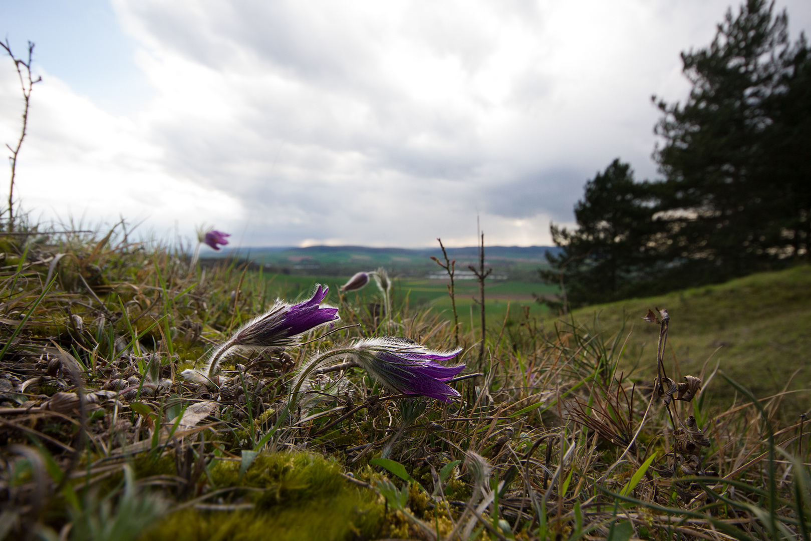 Kuhschellen im Leinebergland