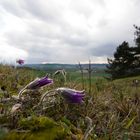 Kuhschellen im Leinebergland