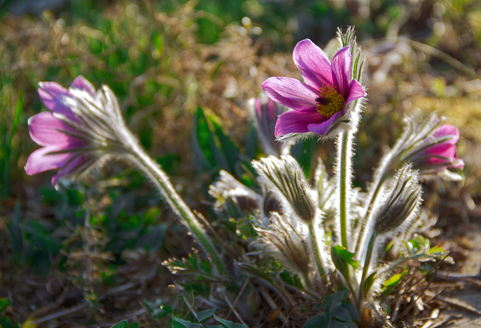 Kuhschellen im Nachbarsgarten