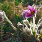 Kuhschellen im Nachbarsgarten