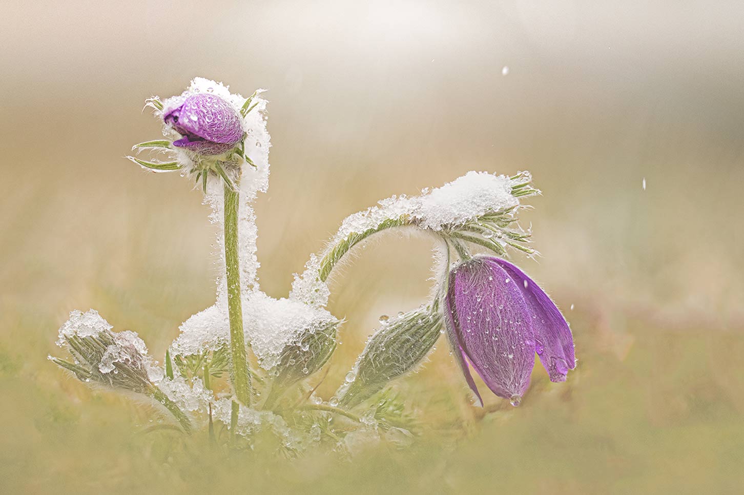 Kuhschellen im Schnee